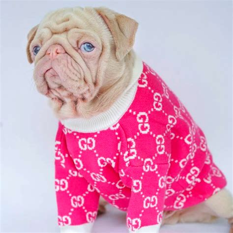 gucci dog sweater|gucci inspired dog clothes.